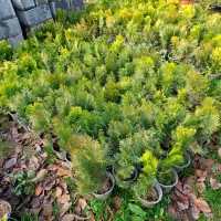 کامیس زعفرانی ، یاس هلندی