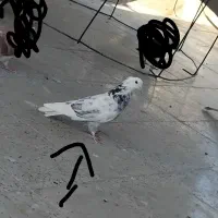 کبوتر|حیوانات|قم, علی آباد سعدگان|دیوار