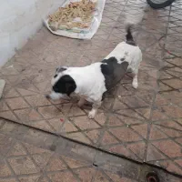 سگ کفتر رنگه آلمانی