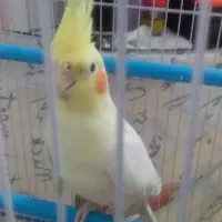 گمشده