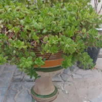 عروسک خوشگل گل ها