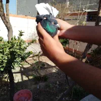 نر دم سفید|پرنده|مبارکه, |دیوار