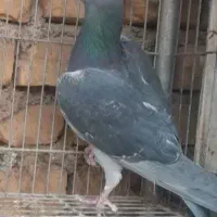 کبوتر پلاکی مسابقه ای