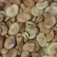 باقلا بذری درجه یک