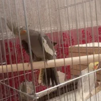 جوجه عروس هلندی