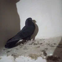 کفتر|پرنده|رامیان, |دیوار