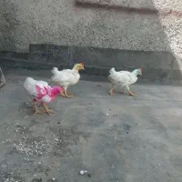 جوجه ۵۰ روزه ۳ عدد