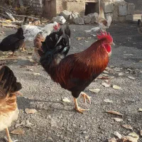 خروس محلی|حیوانات مزرعه|بیرانوند, |دیوار