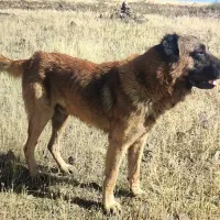 سگ سرابی قیمت 5 نر