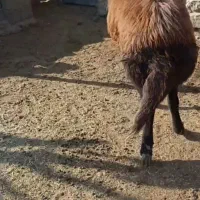 قوچ|حیوانات مزرعه|رضویه, |دیوار