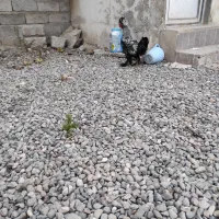 فروش جوجه خروس ۷ماهه سلطان|حیوانات مزرعه|پارس‌آباد, |دیوار