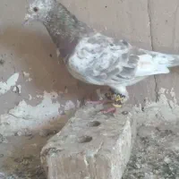 سار کاکلی نر سار کرمونی نروماده