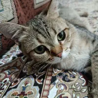 گربه رایگان