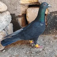 کفتر آلمانی|پرنده|تربتحیدریه, ده پائین|دیوار