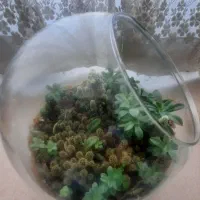 تراریوم  کاکتوس|گل و گیاه طبیعی|شهریار, شهریار|دیوار