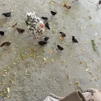 جوجه گلین با مادر