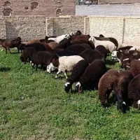 گوسفند زنده قلم آبی بازدهی گوشت بالا