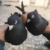 یه جفت کبوتر زاغ