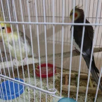 سلام چند جفت عروس هلندی سالم|پرنده|قائن, |دیوار