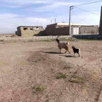 فروش یک راس بز بابزغاله نر