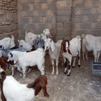 ۶ عدد بز مری|حیوانات مزرعه|کرباسک, |دیوار