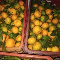 پرتقال نارنگی|خدمات باغبانی و درختکاری|چابکسر, |دیوار