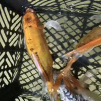 ماهی مولد کوی به ضمانت