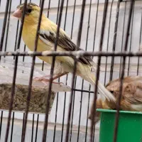 فروش قناری|پرنده|یزد, |دیوار