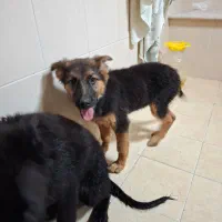 سگ ژرمن|سگ|کاشان, شهرک فرهنگیان|دیوار