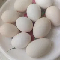 تخم مرغ تازه محلی شباب