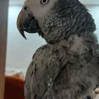 فروش کاسکو رام و سخن گو