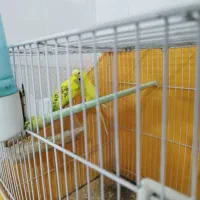 مرغ عشق|پرنده|لنجان, |دیوار