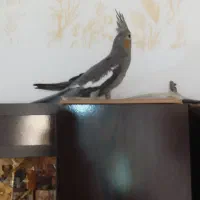 پرنده