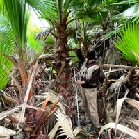 نهال پالم|گل و گیاه طبیعی|نوشهر, |دیوار