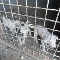 توله سگ پا کوتاه|سگ|بروجرد, |دیوار