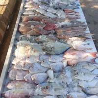 نیازمند حسابدار خانم