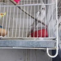 عروس هلندی قناری|پرنده|مشهد, تلگرد|دیوار