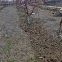 فروش ۲۰۰۰ متر باغ در چناران روستای حیطه طلا|فروش خانه و ویلا|گلبهار, نوبهار|دیوار