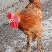 جوجه خروس دیلگونی اصل