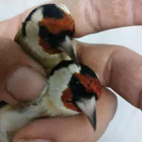 تعدادی سره نر و ماده