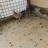 یک جفت هفت رنگ آث|پرنده|محمدیه-قزوین, |دیوار