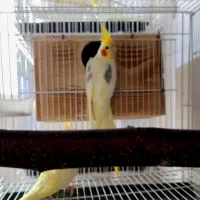 چند جفت عروس هلندی تک خال و دوکت و زعفرانی|پرنده|لنگرود, |دیوار
