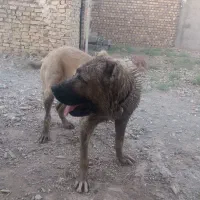 سرابی اصل.
