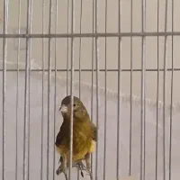قناری ماده ابلغ
