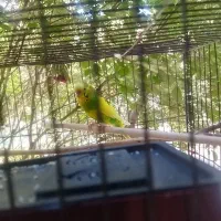 مرغ عشق نر خوش رنگ و سلامت