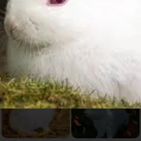 خرگوش ماده چشم شرابی بالغ