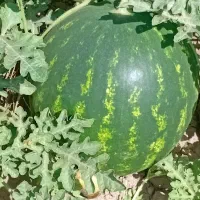 خریدوفروش گوجه وهندوانه