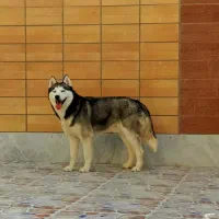 سگ هاسکی اصیل چشم آبی