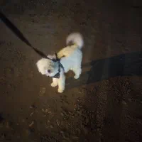 سگ شیتزو تریر سرحال