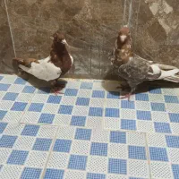 کفتر|پرنده|مشهد, دهشک|دیوار